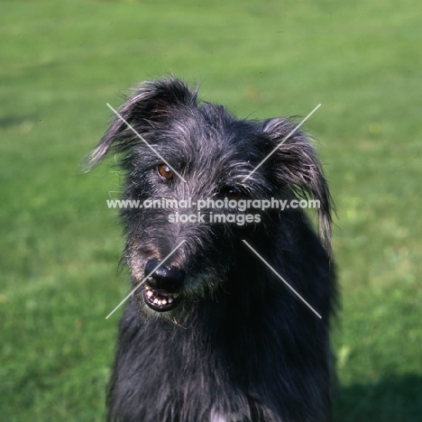 lurcher, fern, looking at camera questioningly