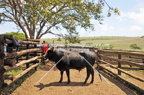 Nguni Cattle