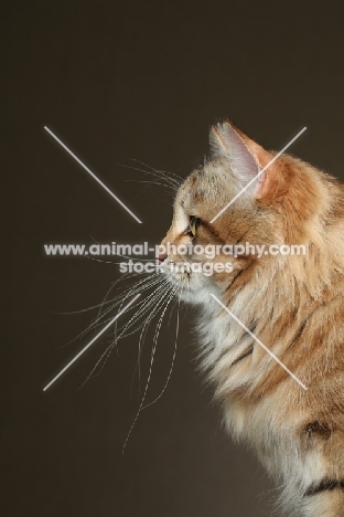 Siberian cat, head study