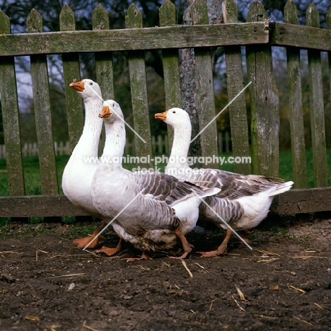 three pilgrim geese near a fence