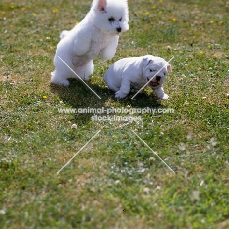 bichon frise puppy pouncing on bulldog puppy in play