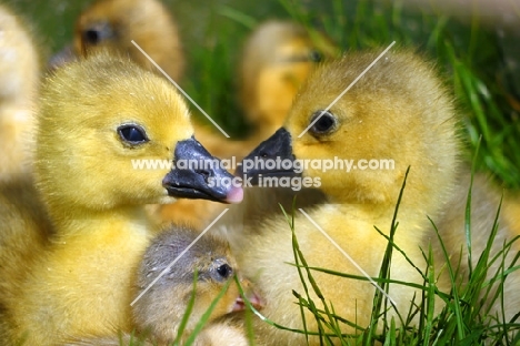 cute Steinbacher goslings lying on grass