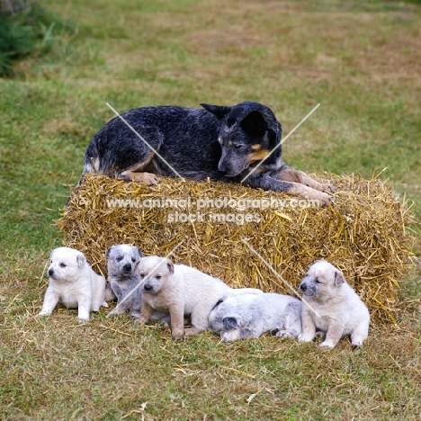australian cattle dog with her puppies