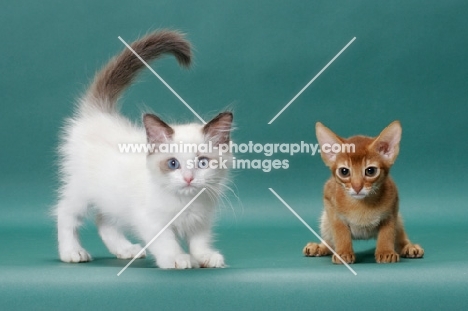 Ragdoll kitten and Sorrel (Red) Abyssinian kitten