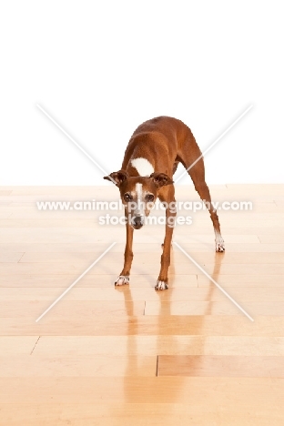 red and white Italian Greyhound