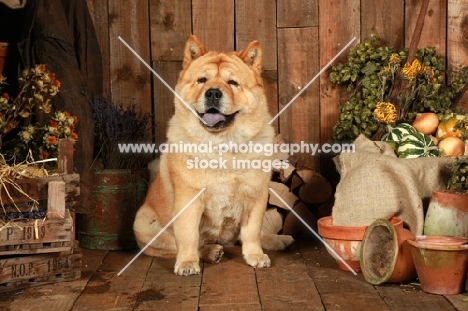 Chow chow near pots