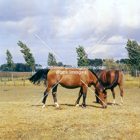 two old type Groningen mares grazing in field in Holland