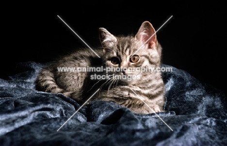 British Shorthair kitten, silver tabby colour