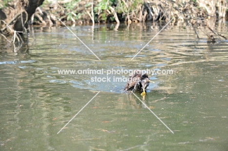 Pudelpointer, swimming