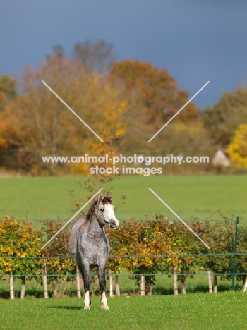 Welsh Mountain Pony in field