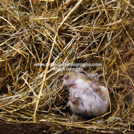 gerbil, agouti colour, in bedding with paws on glass
