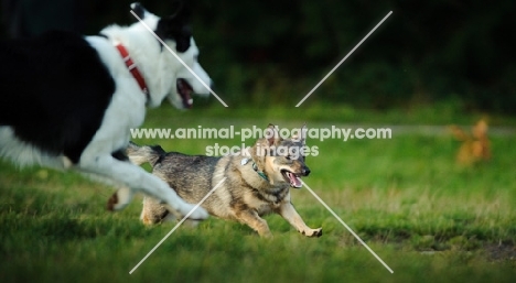 Swedish Vallhund playing with another dog