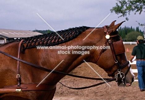plaited mane on  horse in harness class, tampa, usa