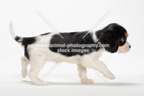 side view of Cavalier King Charles Spaniel puppy, walking