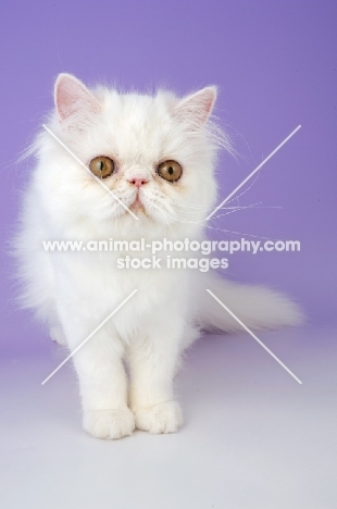 white Persian kitten standing on light purple background