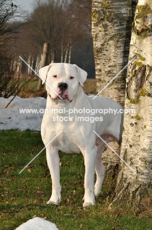 Dogo Argentino near trees