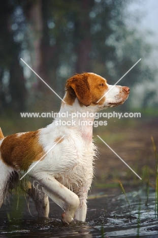 Brittany Spaniel