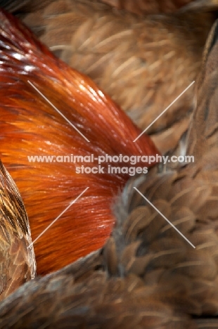 Welsumer cockerel amongst chicken, plumage