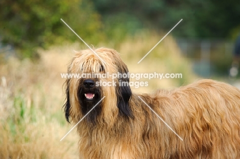 Briard