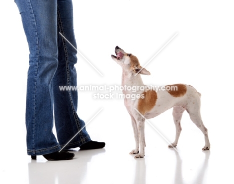 brown and white dog barking and looking up at owner on white background