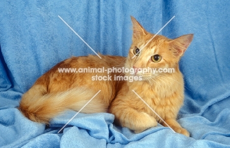 red Angora cat (aka Javanese / Oriental Longhair)