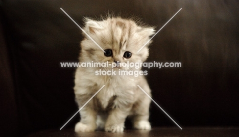 Scottish Fold kitten