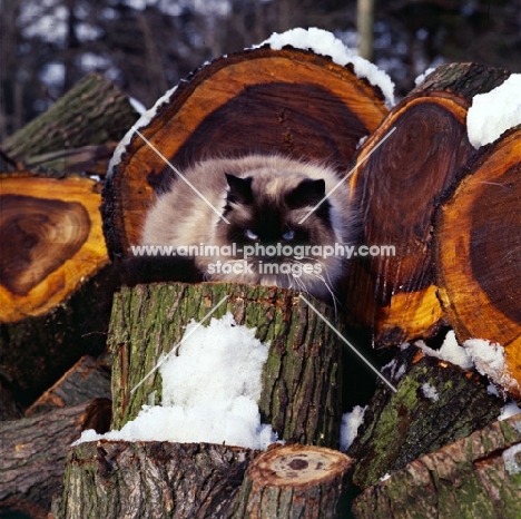 ch xox betula, seal point colourpoint cat on tree stump. (Aka: Persian or Himalayan)