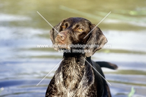 sh ch hillanhi laith (abbe) german shorthaired pointer head study