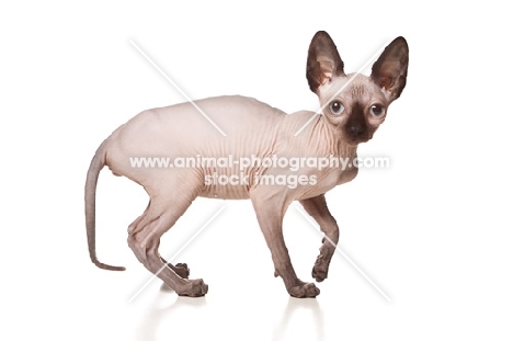 young Sphynx cat on white background