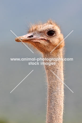 Ostrich