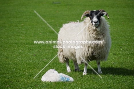 Scottish Blackface ewe and lamb