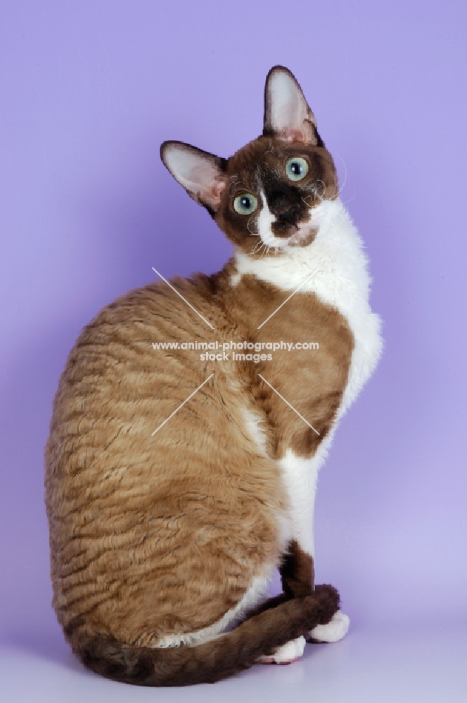 chocolate and white coloured cornish rex cat