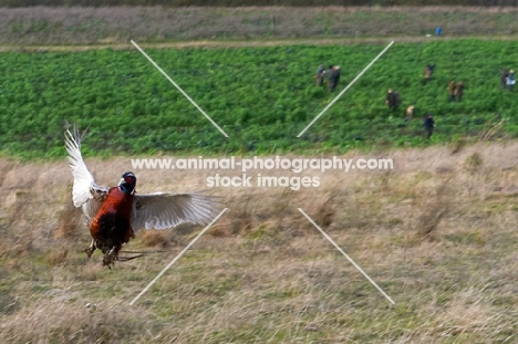 Pheasant escaping a hunting party in the distance