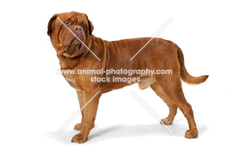 International Champion Dogue de Bordeaux (Grand Rouge Luccianob by Red Rhino) standing on white background