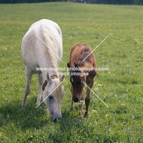German Arab mare with foal at marbach,