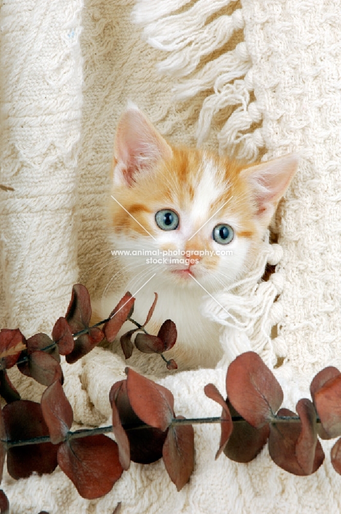 kitten in a blanket