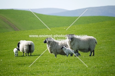 Scottish Blackface ewe and lamb