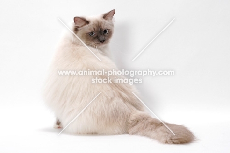 Blue Point Mitted Ragdoll, back view
