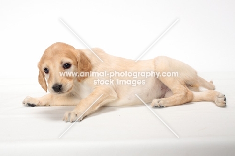 Saluki puppy lying down