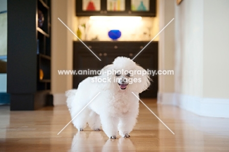 toy poodle smiling
