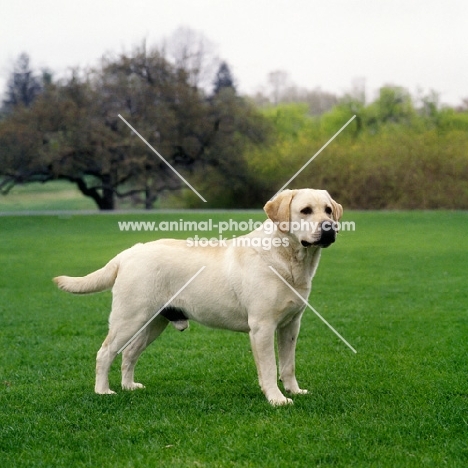 famous champion labrador in usa