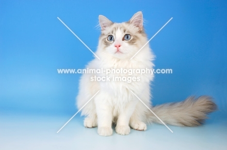 young blue bi-colour ragdoll cat
