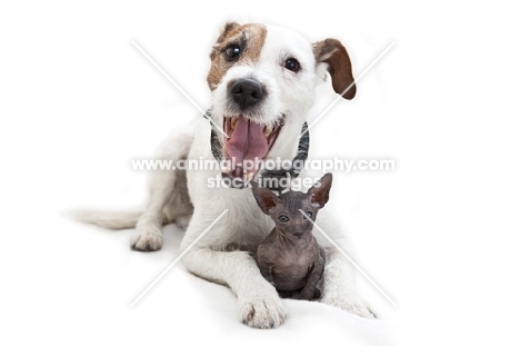 Jack Russell Terrier with Peterbald kitten