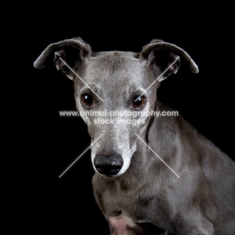 Whippet, portrait, looking at camera, ears up