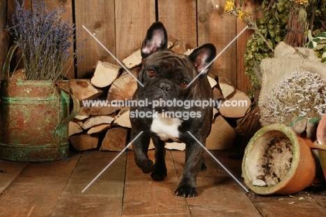 French Bulldog on wooden floor