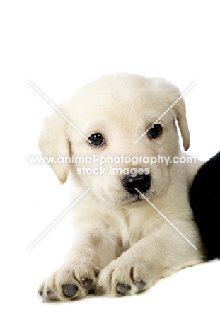 Golden Labrador Puppy lying isolated on a white background