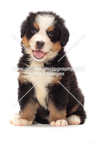 cute bernese Mountain dog puppy