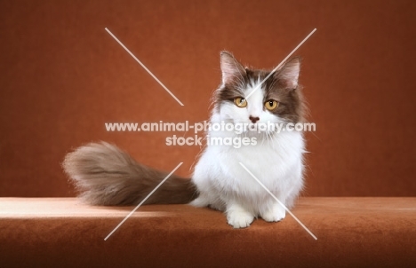 Munchkin cat