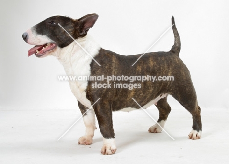 Brindle & White Bull Terrier (Miniature) standing