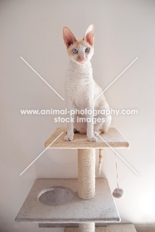 Cornish Rex cat sitting on cat tree